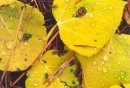 Enter Autumn Gallery