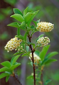 Chokecherry Blossoms, Garden of the Gods