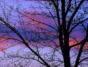 Spring Dawn