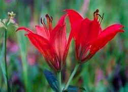 Double Bloom Red Lily, Bear Creek Canyon
