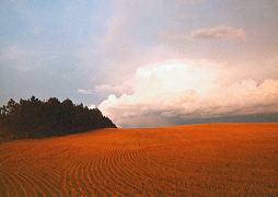 Field Southwest of Sidney