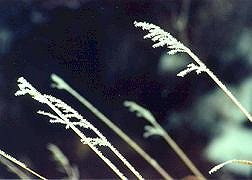 Frosty Grass Near Last Chance