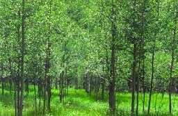 Jones Park Aspens
