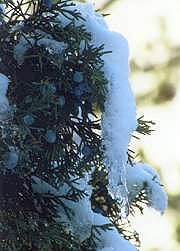 Icy Juniper, Garden of the Gods