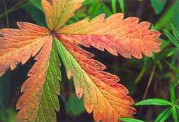 Autumn Leaf, Barr Trail