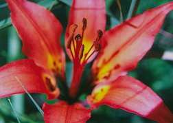 Red Lily, Bear Creek Canyon