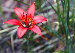 Red Lily, Bear Creek Canyon