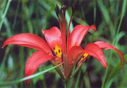 Red Lily, Bear Creek Canyon