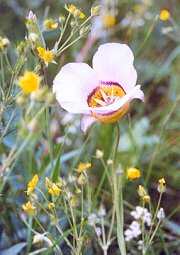 Sego Lily, Lovell Gulch, Woodland Park