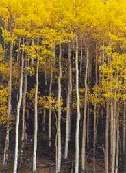 Golden Aspens, Horsethief Park