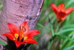 Red Lilies, Bear Creek Canyon