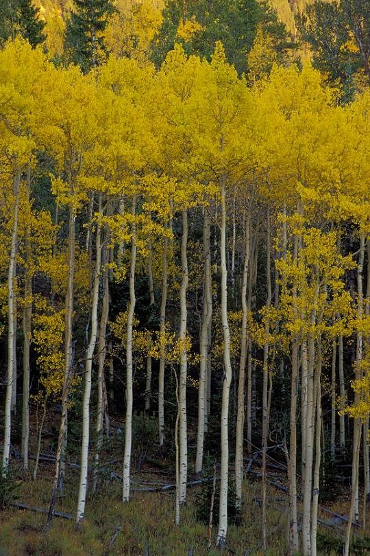 Golden Aspens, Horsethief Park